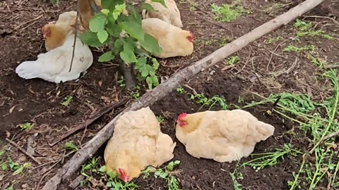 OMC! Lazy Happy Adorable Spoiled Hens Of Egg Laying!