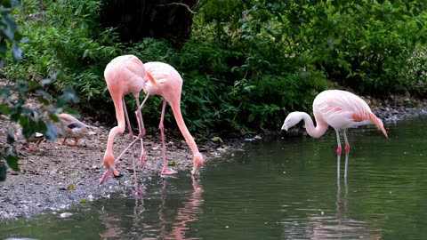 "Flamingo Pink Wonders: The Most Eye-Catching Animals You'll Ever See"