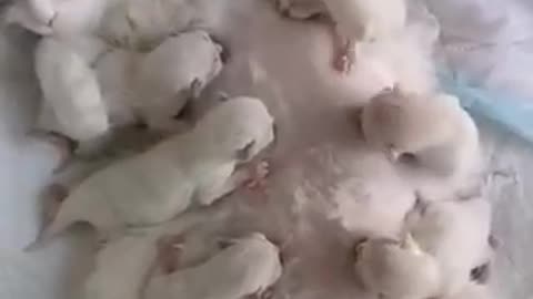 Mother feeding milk her cutest babies | Heart touching ❤️