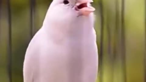 Canary white Singing