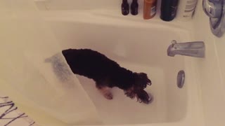 Puppy is obsessed with showering