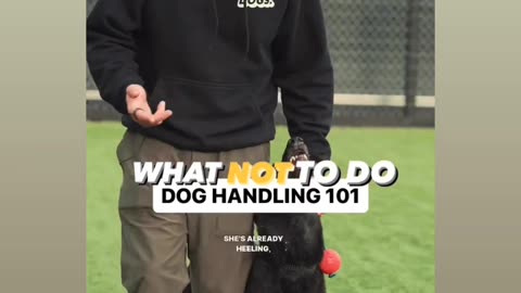 Dog training