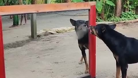 Best funny video dog vs mirror