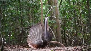 Dance Urai Birds - Kalimantan