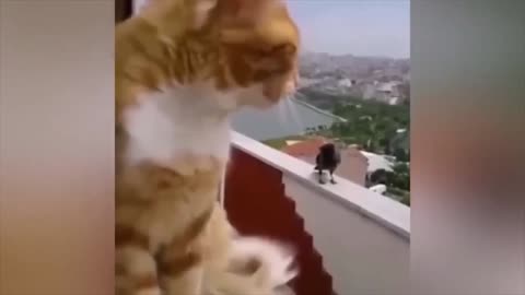 Funniest cats 2023 😂🤣🤣 | funny video 😂