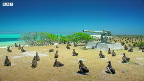 The World's Oldest Known Bird | Earth's Tropical Islands | BBC Earth