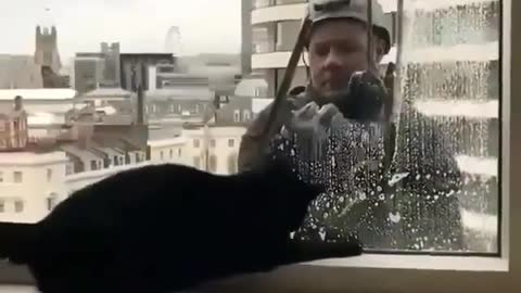 Stupid cat playing with the glass cleaner