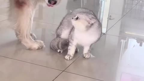 Cat meowing at each other until husky interrupts