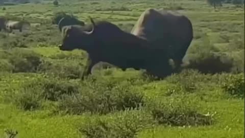 Rhino and buffalo FIGHT!! MUST WATCH.