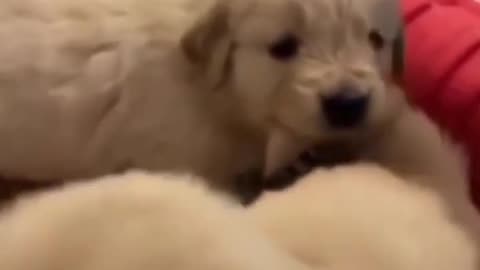 cute funny dog video