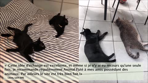 Pour faire garder son chat, l'échange entre particuliers