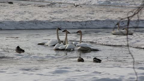 Trumpet Swans in Fairbanks, Alaska in April