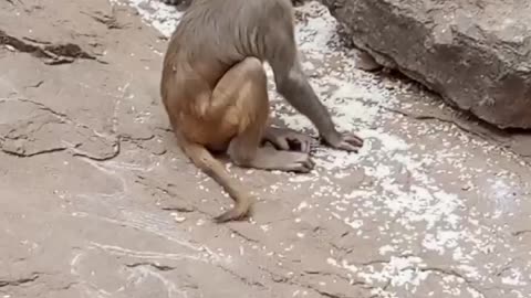 Monkey caring and playing
