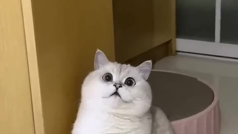 Cute cat 🥰funny videos