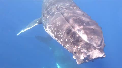 Insanely Close Encounter Freediving with Humpback Whales in Tonga!