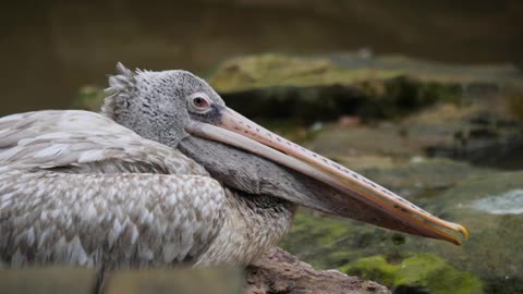 Brown Blind spot-billed pelican lie down