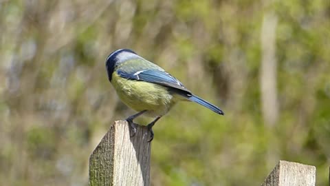 blue tit song bird