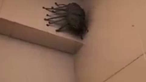 Strange Alien Spider Creature Found In Shower