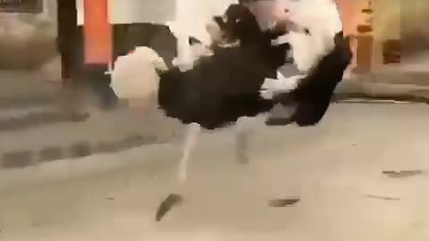 ostrich attack human