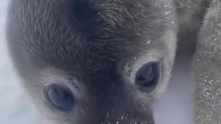 Adorable Otter Makes Funny Noises