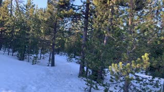 Thicket of Pines – Upper Three Creek Lake Sno-Park – Central Oregon