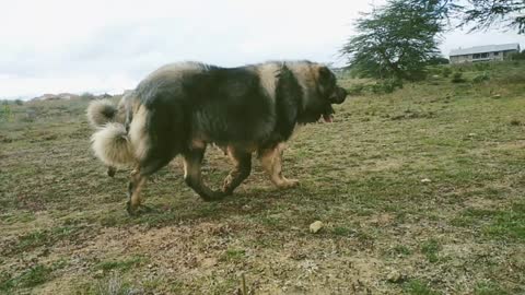 Caucasian shepherd Dogs Kenya