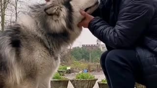 This Singaporean Dog Trainer Knows How to Handle Business