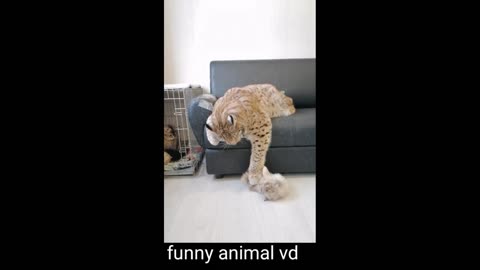 funny pet videos funny cats and dogs funny cat videos 2020