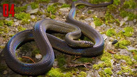 10 Most Beautiful Snakes In The World