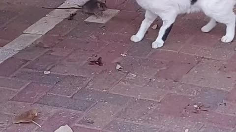 Brave Rat Manages to Intimidate Cat