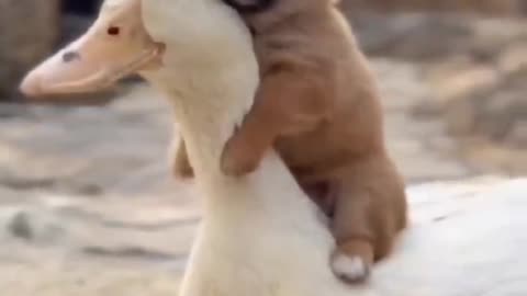 Dog and duck friendship