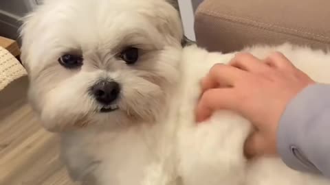 Cute dog massage from owner