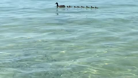 Baby Ducklings on Elk Lake MI