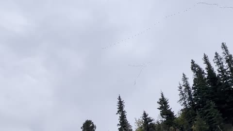 Massive Crane Migration Flyover in Alaska