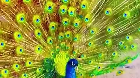 Gorgeous Peacock widely opening it's feathers 🦚