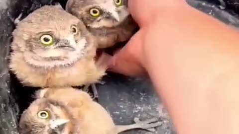 Cute Owls 🦉🦉🦉 😍🤩 Like Share and Subscribe