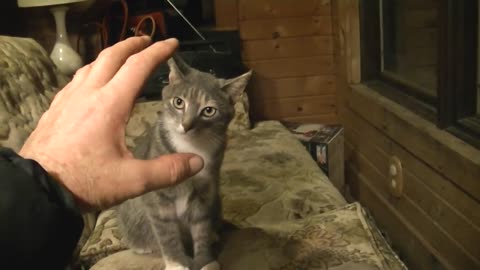 Cat gets mad after being called a chicken.