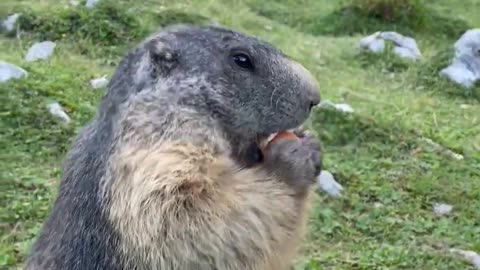 A cute Marmot feels hungry after 30 mint eating
