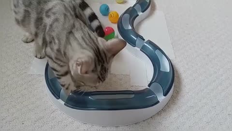 Bengal Kittens Playing With Catit Design Senses Super Roller Circuit