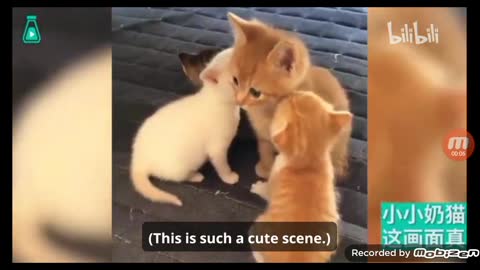 Cute love baby cat