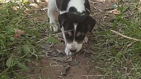 Cute Little 3 Black & Broun Road Side Homeless Puppis.