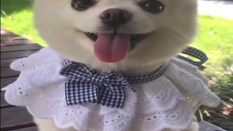 Cute and cute pet dog