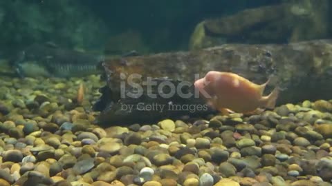 . A colorful fish in fish tank.