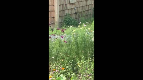 Hummingbird & Hummingbird Moth 07.2022