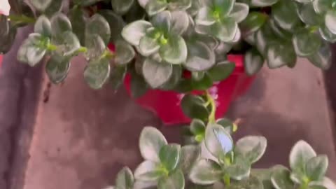 bunch of tiny holly flowers