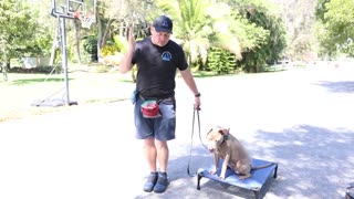 Pitbull Dog Training - How to Free Shape Train Place & Stay Command