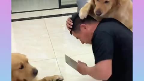 Cute and funny Dog 8