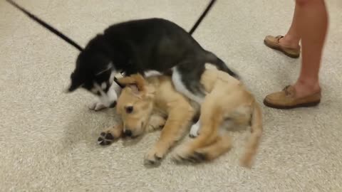 Puppies become best friends during dog training class