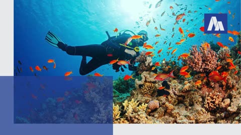 Enter Into Scuba Diving Experience Along With Chalok Reef Divers On Koh Tao Area