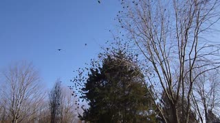 Bird Flock Gets Spooked